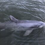 Tubing and Dolphins with Up to 12 Guests - FAQs About the Hilton Head Tubing and Dolphins Tour
