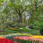 Tulips and Windmills Skip the Line Private Tour from Amsterdam - An In-Depth Look at the Tour