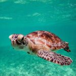 Tulum & Akumal: Swim with Turtles from Riviera Maya - Final Reflection
