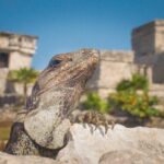 Tulum and Extreme Ride from Cancun - Practical Considerations: What You Should Know