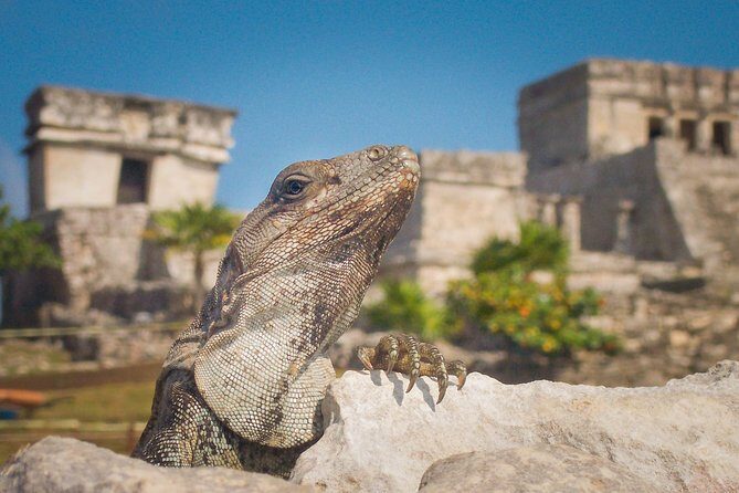 Tulum and Extreme Ride from Cancun - Practical Considerations: What You Should Know