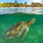 Turtle Akumal Adventure! + Tulum Ruins From Cancun & Playa Del Carmen - What’s Included & What’s Not