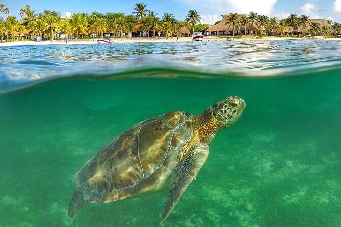 Turtle Akumal Adventure! + Tulum Ruins From Cancun & Playa Del Carmen - What’s Included & What’s Not
