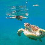 Turtle and Reef Sanctuary Snorkeling - What Travelers Love About This Tour