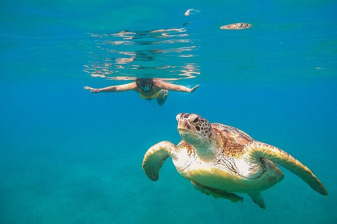 Turtle and Reef Sanctuary Snorkeling - What Travelers Love About This Tour