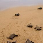 Turtle Release and Bioluminescence - FAQs