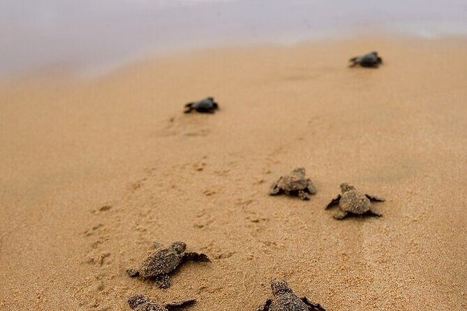 Turtle Release and Bioluminescence - FAQs