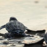 Turtle Release at Escobilla Beach - Who Will Love This Experience?