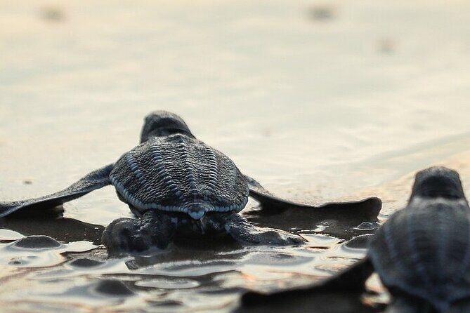 Turtle Release at Escobilla Beach - Who Will Love This Experience?