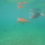 Turtle Snorkeling in Akumal - Who Should Consider This Tour?