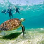Turtle Snorkeling Private Tour  Sea Turtles & Cenote in Tulum - Practical Considerations
