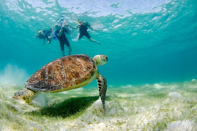 Turtle Snorkeling Private Tour Sea Turtles & Cenote in Tulum - Practical Considerations