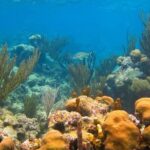 Turtles and Cenote from Cancun - Who Should Consider This Tour?