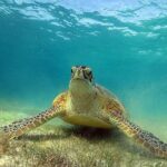 Turtles and Cenote Snorkeling Activity from Tulum - Authenticity and Tips from Reviewers