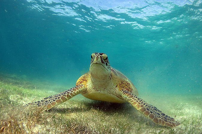 Turtles and Cenote Snorkeling Activity from Tulum - Authenticity and Tips from Reviewers