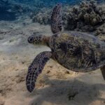 Two Tank Wreck and Drift Dive in Oahu - Authentic Insights from Diver Experiences