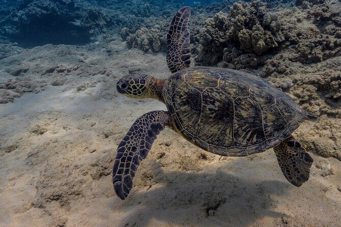 Two Tank Wreck and Drift Dive in Oahu - Authentic Insights from Diver Experiences