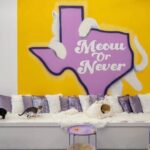 Ultimate cat experience at Austin's only cat cafe - What Could Be Better?