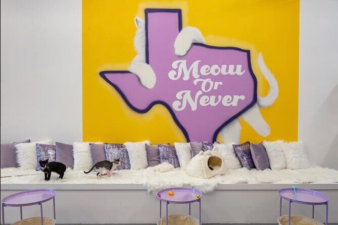 Ultimate cat experience at Austin's only cat cafe - What Could Be Better?