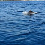 Umag: Snorkeling & dolphin watching morning boat tour - The Itinerary: What Makes Each Stop Special