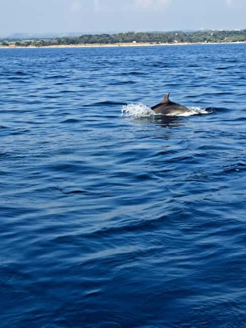 Umag: Snorkeling & dolphin watching morning boat tour - The Itinerary: What Makes Each Stop Special