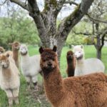 Vaihingen an der Enz: Guided alpaca hiking tour in idyllic countryside - Practical Details