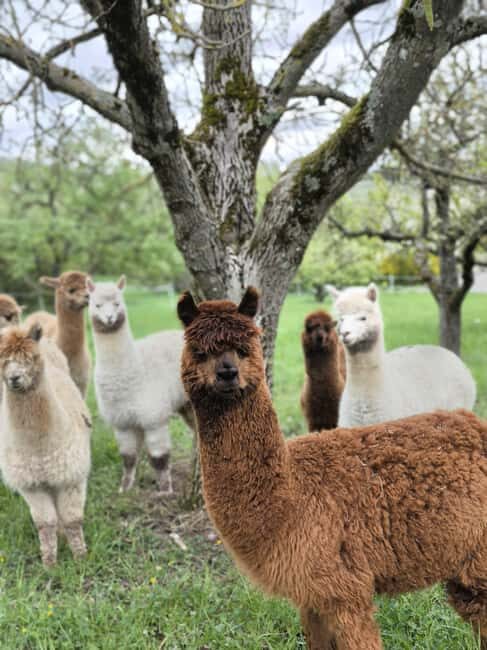 Vaihingen an der Enz: Guided alpaca hiking tour in idyllic countryside - Practical Details