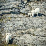 Valdez Glacier View Tour - The Breakdown: What Makes This Tour Special?