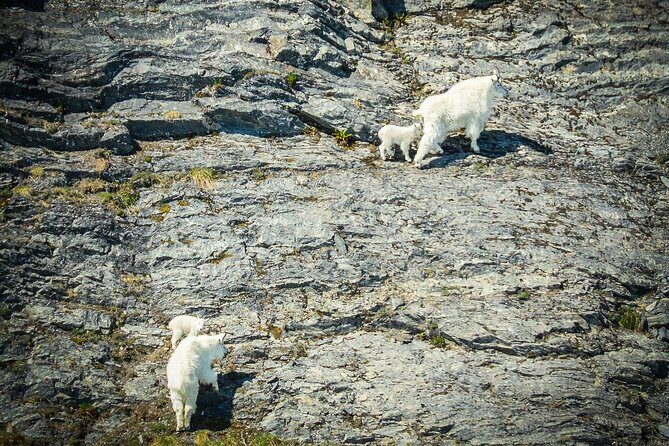 Valdez Glacier View Tour - The Breakdown: What Makes This Tour Special?