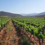 Valle de Guadalupe Private Wine Tour - What’s Not Included and What to Plan For