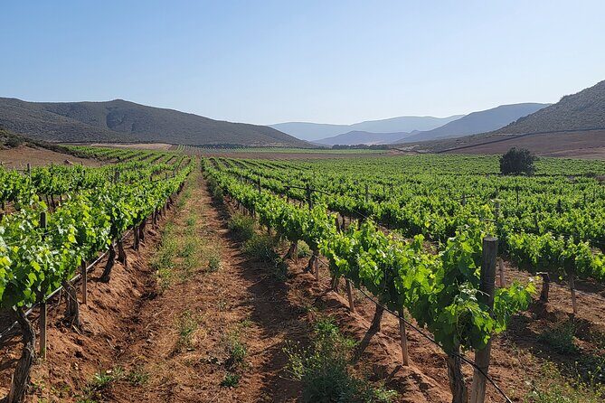 Valle de Guadalupe Private Wine Tour - What’s Not Included and What to Plan For