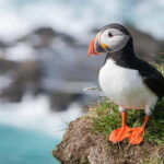 Vestmannaeyjar: Heimaey Island Round Boat Tour - Why This Tour Offers Great Value