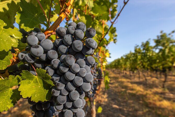 Victoria Full Day Guided Wine Tour With 4 Wineries - The Sum Up