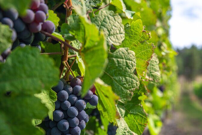 Victoria Grapes to Grains Full Day Guided Tour - FAQ