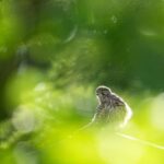 Vienna: Urban Birding  Guided bird watching tour in the big city! - Who This Tour Is Best For