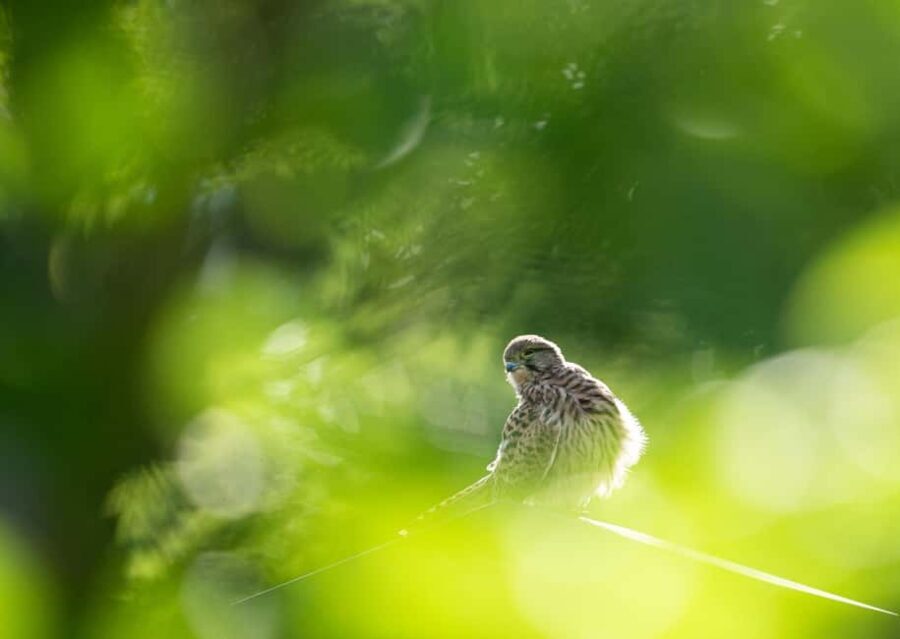 Vienna: Urban Birding  Guided bird watching tour in the big city! - Who This Tour Is Best For