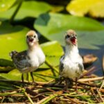 Virpazar: Historical & Nature Boat Adventure on Lake Skadar - What’s Included & What to Know