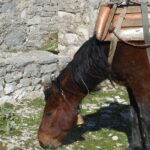 Visit Monastery of Mesopotam & Archaeological Park of Finiq - A Closer Look at the Tour Experience