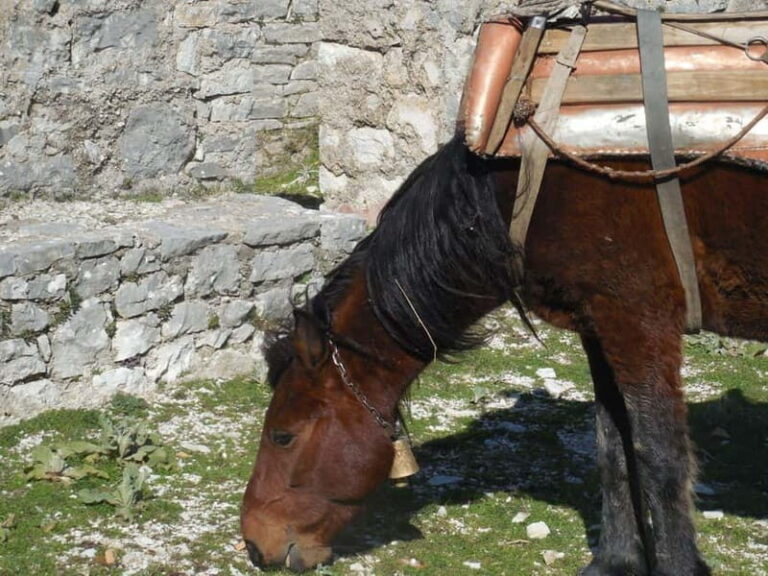 Visit Monastery of Mesopotam & Archaeological Park of Finiq - A Closer Look at the Tour Experience