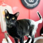 Visit the Rescued Cats of Cat Therapy - The Practicalities