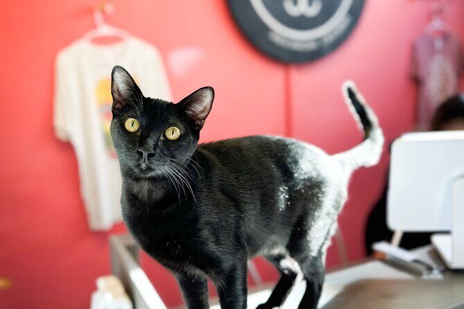 Visit the Rescued Cats of Cat Therapy - The Practicalities