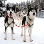 Vuokatti: Husky Sled Ride with Hot Berry Juice & Biscuits - What to Expect During the Husky Sled Ride