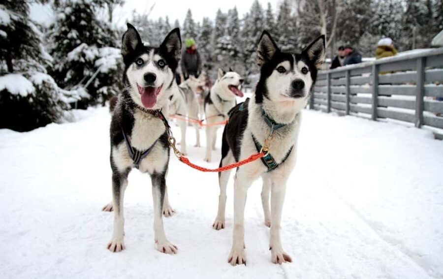 Vuokatti: Husky Sled Ride with Hot Berry Juice & Biscuits - What to Expect During the Husky Sled Ride