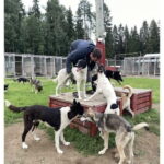 Vuokatti: Life with Huskies Experience - Detailed Breakdown of the Experience