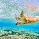 Waikiki Turtle Canyon Snorkeling and Swim Tour - Deep Dive into the Experience