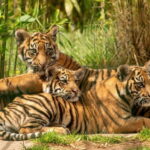 West Midlands Safari Park: Day Admission Ticket - Exploring the Wild Side: What to Expect at West Midlands Safari Park