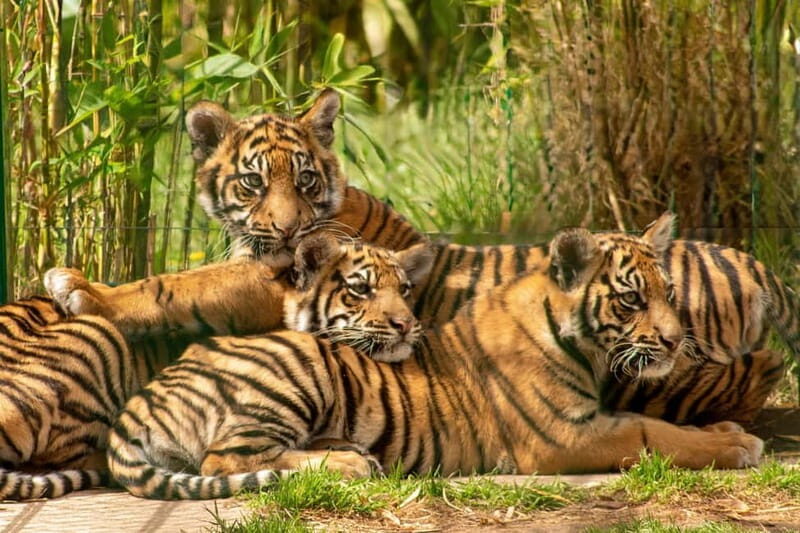 West Midlands Safari Park: Day Admission Ticket - Exploring the Wild Side: What to Expect at West Midlands Safari Park