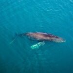 Whale and Dolphin Watching in San Diego Speedboat Tour - Who Should Book This Tour?