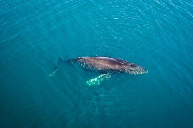 Whale and Dolphin Watching in San Diego Speedboat Tour - Who Should Book This Tour?