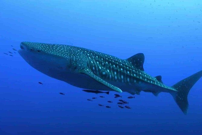 Whale Shark Encounter Experience in Cancun (Snack Lunch included) - The Experience: Pros and Cons